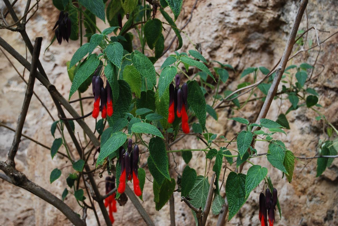 Peru Quechua'S Lodge Ollantaytambo Εξωτερικό φωτογραφία